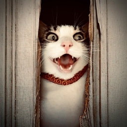 Artistomiki's avatar